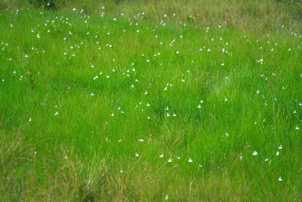 湿地にポツポツと咲くサギソウの花(画像提供:くろうさぎ / PIXTA)