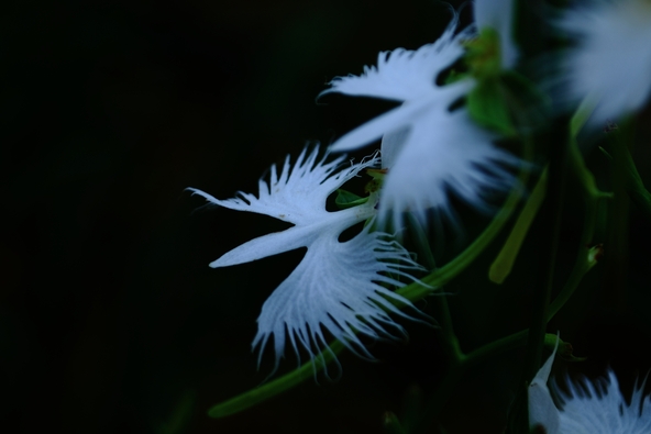 自然が生み出した芸術品のよう