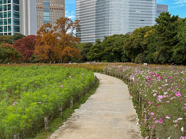 例年10月中旬ごろから見頃を迎えるピンク色のコスモス(画像提供:146 / PIXTA)