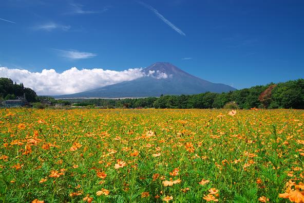 富士山を背景に青空とオレンジ色の「キバナコスモス」のコントラストが美しい(画像提供:Tsubasa005 / PIXTA)