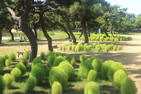 コキアとマツが隣接する虹の花壇の様子
