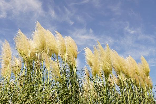 青空に向かって伸びるパンパスグラスの花穂(2026年8月18日撮影)