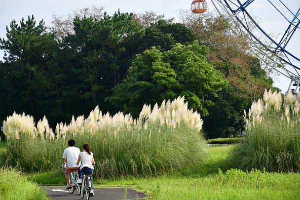 風にそよぐパンパスグラスの白銀の花穂(2026年8月20日撮影)