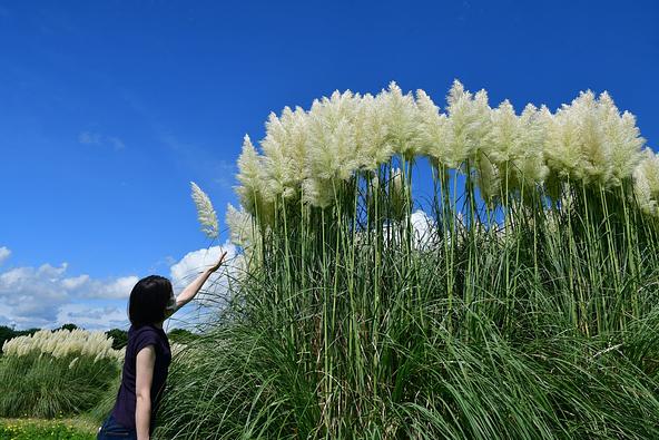 見上げるほどの大きさのパンパスグラス(2024年8月26日撮影)