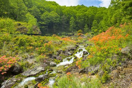 鮮やかな緑のチャツボミゴケが広がる「チャツボミゴケ公園」