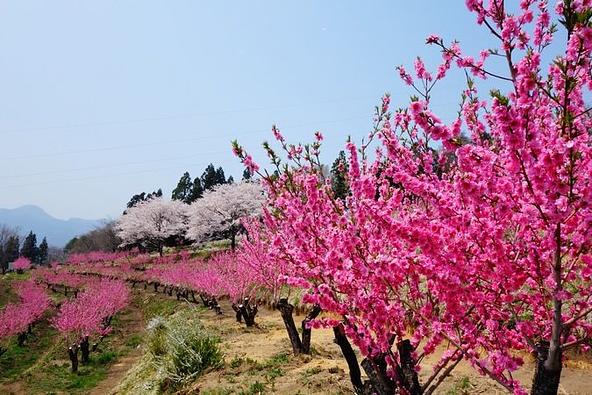 約1,000本の花桃が丘を彩る春の様子(画像提供:ググっとぐんま写真館)