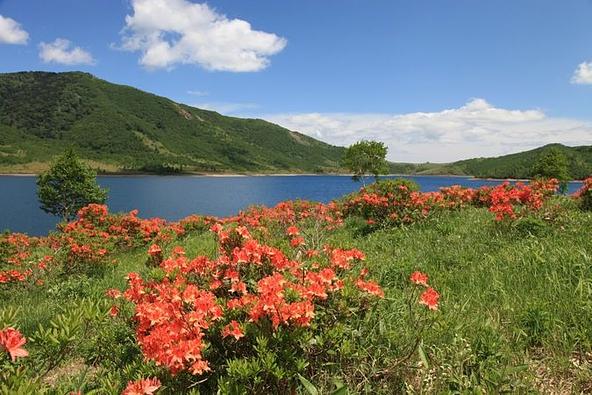 湖畔を彩る高山植物も見どころ(画像提供:ググっとぐんま写真館)