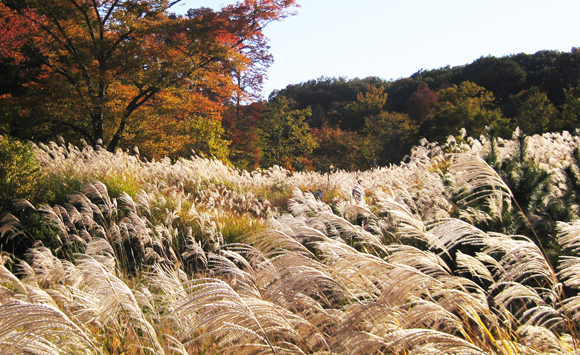 狭山公園のススキ(例年9月末~12月上旬が見頃)