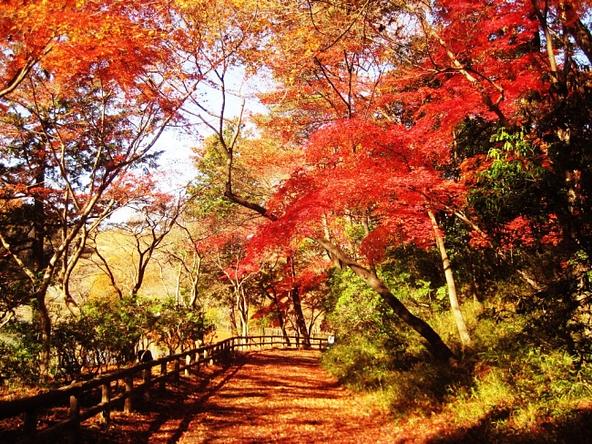 宅部池東園路にあるイロハモミジの紅葉