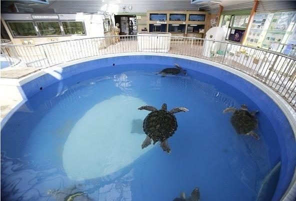 大型プールを泳ぐウミガメを間近で観察できるウミガメ館