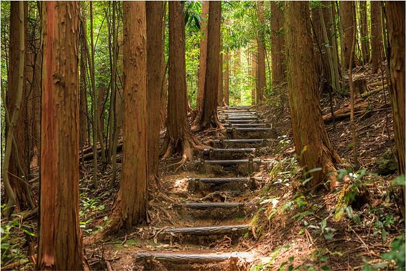 苔むす石畳が続く熊野古道伊勢路・馬越峠の木漏れ日の中の散策路