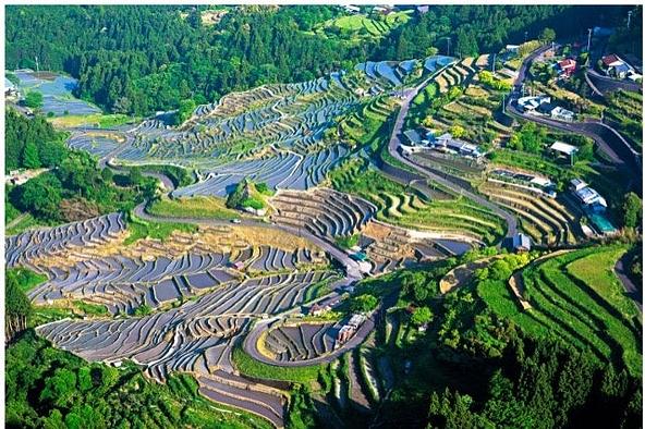 約1,340枚の田んぼが黄金色に輝く熊野市の丸山千枚田の秋の棚田風景