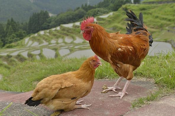 三重県原産のシャモ「八木戸」などを掛け合わせた高級ブランド鶏・熊野地鶏の料理