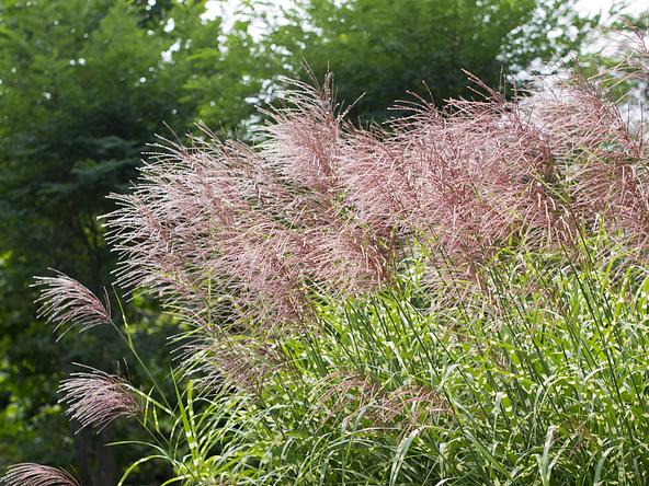 タカノハススキは、葉に縞模様のような白い斑が入る園芸種(画像提供:miku / PIXTA)