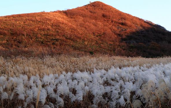 ふわふわのススキが美しい晩秋の寒風山(画像提供:藤井 順 / PIXTA)