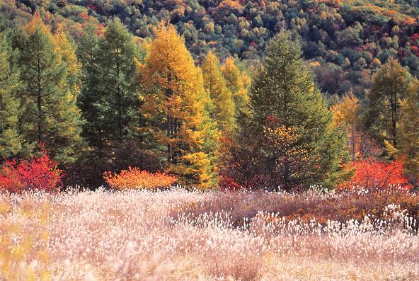 晩秋には木々の紅葉とススキの共演も(画像提供:ichiro-51 / PIXTA)