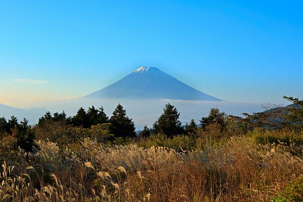 ススキと富士山(画像提供:プチマル / PIXTA)