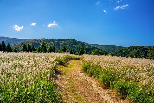 ススキが広がる「上山高原」の風景(画像提供:takapon / PIXTA)