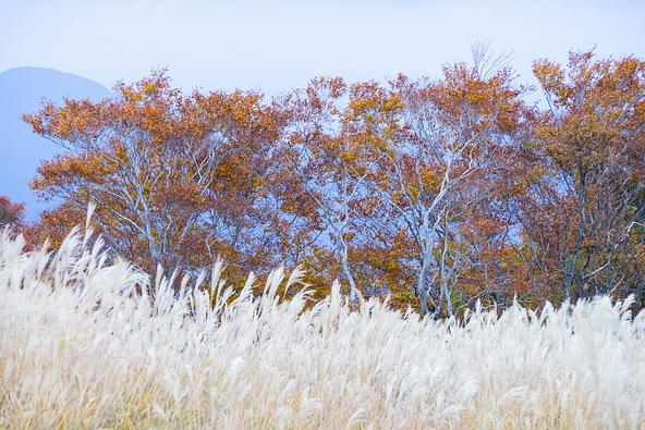 秋が深まると紅葉とともにふわふわのススキが楽しめます(画像提供:福田 浩志 / PIXTA)