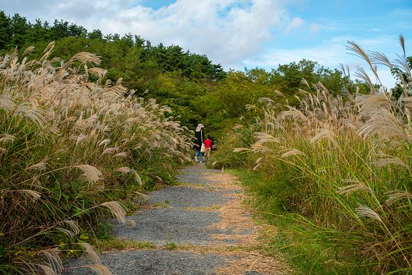 三瓶山 東の原のススキ(画像提供:阿木(アボク) / PIXTA)※ススキ迷路ではありません