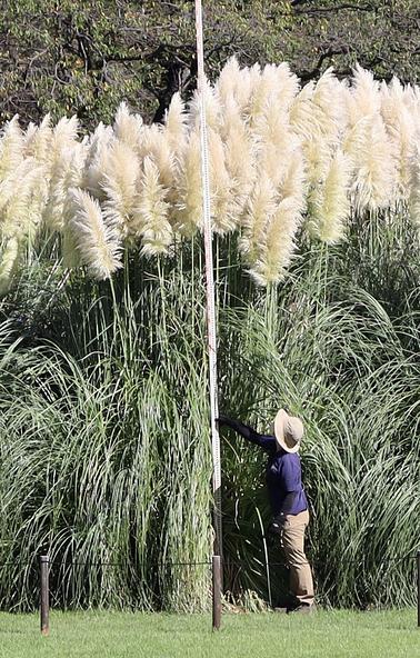 「神代植物公園」のパンパスグラスを計測する様子