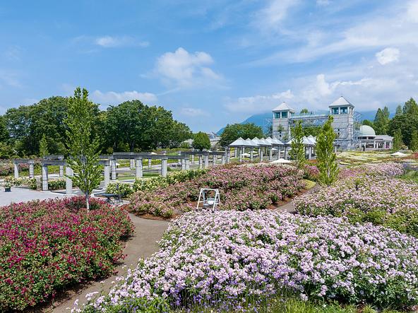 県内最多5,700株の秋バラが見頃を迎える園内