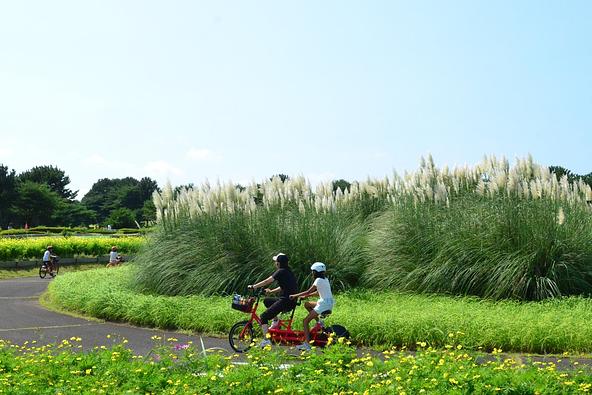 サイクリングコースから眺めるパンパスグラスの風景