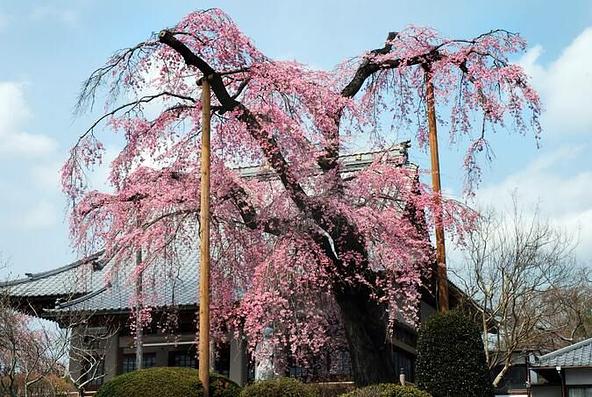 山門の脇を華やかに彩る「光明寺」のしだれ桜
