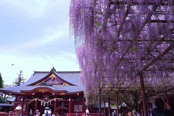 ブドウの房のように花を咲かせる、県指定天然記念物の「八重藤」(画像提供:一般社団法人 茨城県観光物産協会)