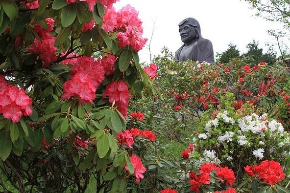 例年5月上旬に見頃を迎え、境内を鮮やかに彩るシャクナゲ(画像提供:一般社団法人 茨城県観光物産協会)