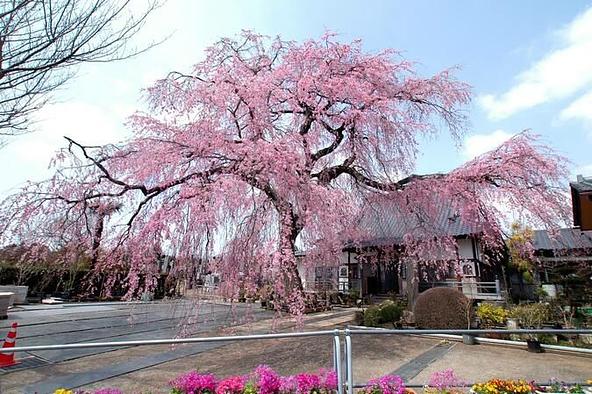 本堂前で大きく枝を広げ、開花時期には美しい花を咲かせるしだれ桜