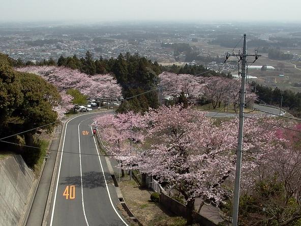 早咲きから遅咲きまで、さまざまな品種の桜を楽しめます