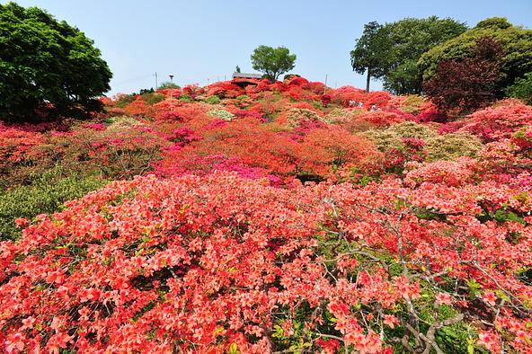 色鮮やかなツツジが山一帯を彩る「笠間つつじまつり」