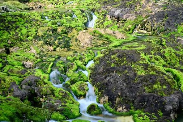 チャツボミゴケと清流が織りなす独特の景観