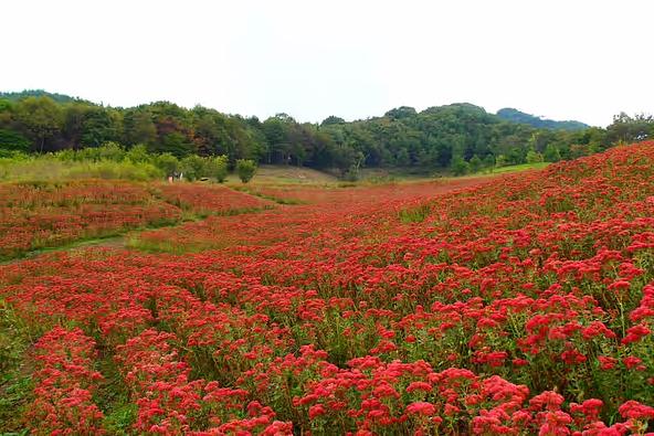 四季折々の草花に出会えます(画像提供:ググっとぐんま写真館)