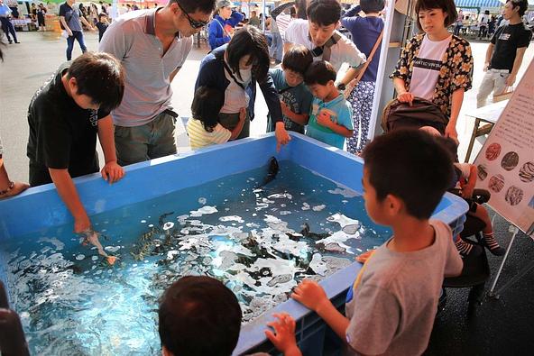 越前町の魚や貝類に触れられるふれあい水族館