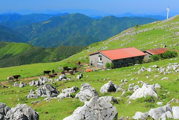 草原に白い石灰岩が点在する、四国カルストならではの景観(画像提供:kazukiatuko / PIXTA)