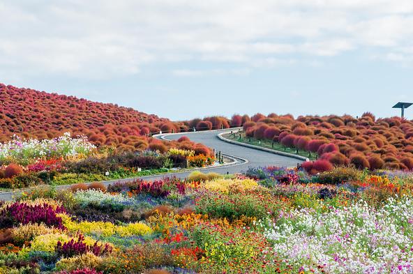コキア、キバナコスモス、季節の花々が彩る秋の風景