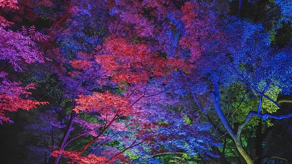 呼応する木々