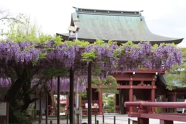 鮮やかな藤の花とともに眺める「笠間稲荷神社」の楼門(画像提供:一般社団法人 茨城県観光物産協会)