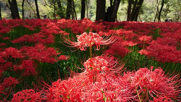 見頃を迎えた巾着田曼珠沙華公園は、多くの人でにぎわいます