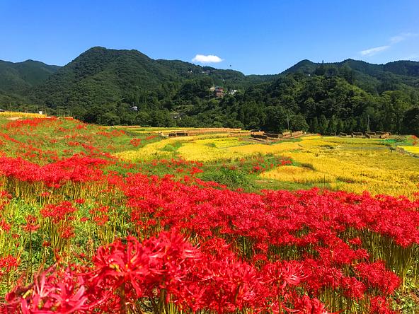 黄金色の棚田を背景に咲く彼岸花