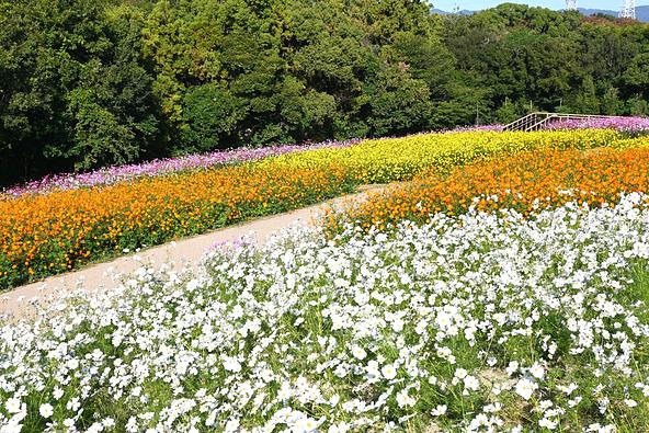 花の丘一面に咲き誇る色とりどりのコスモス