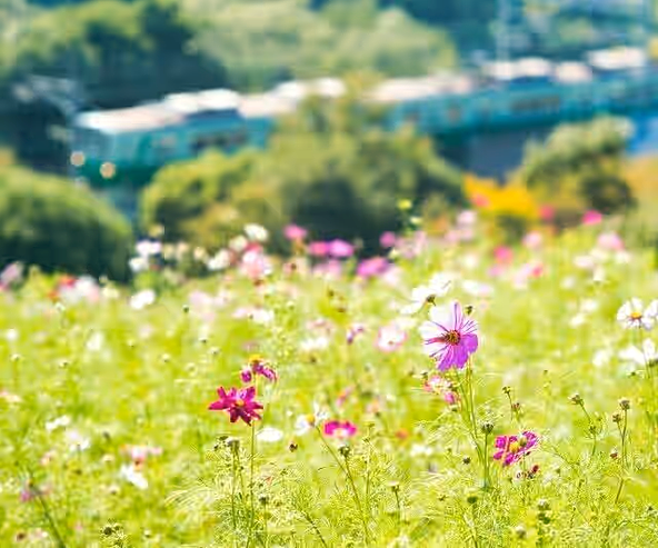 「コスモスの丘」過去の開花時の様子 (C)神戸総合運動公園
