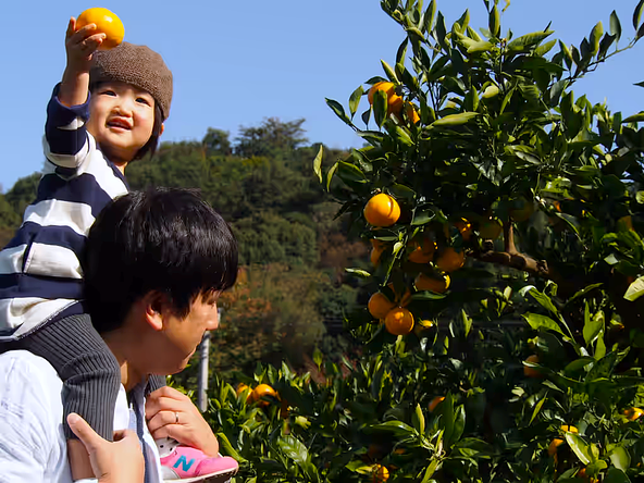 親子で楽しくみかん狩り♪