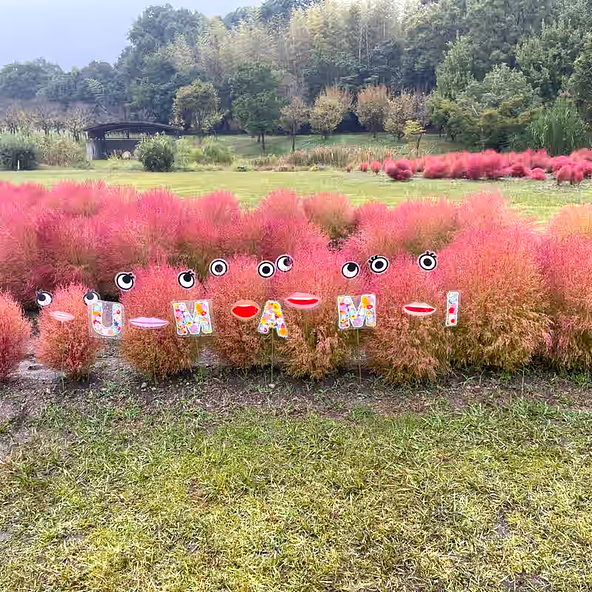 「馬見丘陵公園」過去の見頃の様子