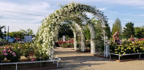 約400種・5,000株のバラが彩る園内(画像提供:ユーザー投稿)