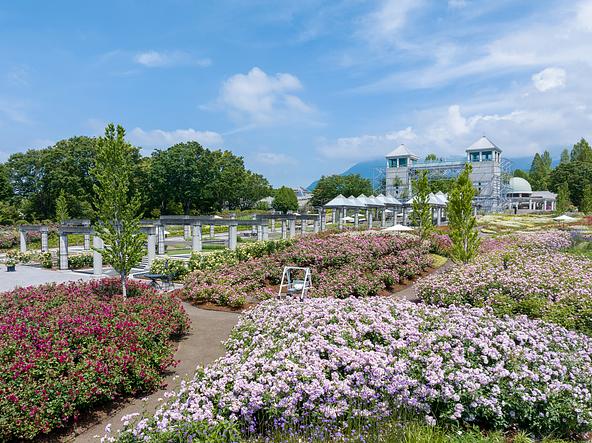 約5,700株の秋バラと季節の草花が、赤城山南麓の園内を彩ります