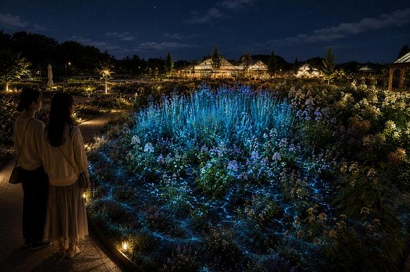 「Night Bloom」では、ライトアップされた花畑が幻想的な世界に変身