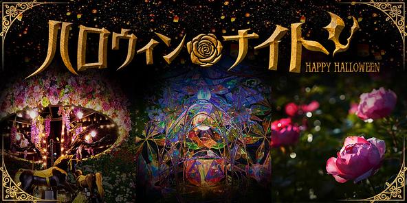 バラが美しく映える「マジックアワー」から徐々に日が落ちると、ライトアップタイムの始まりです!